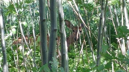 A deer in the trees beside Parking Lot A.