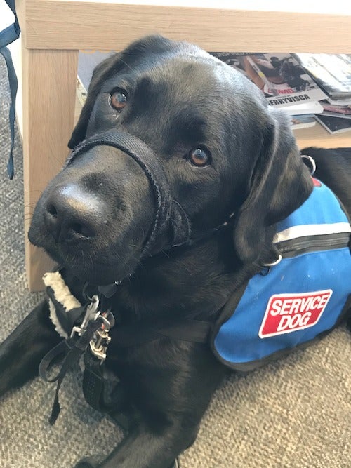 Marlowe the Service Dog in his jaunty vest.