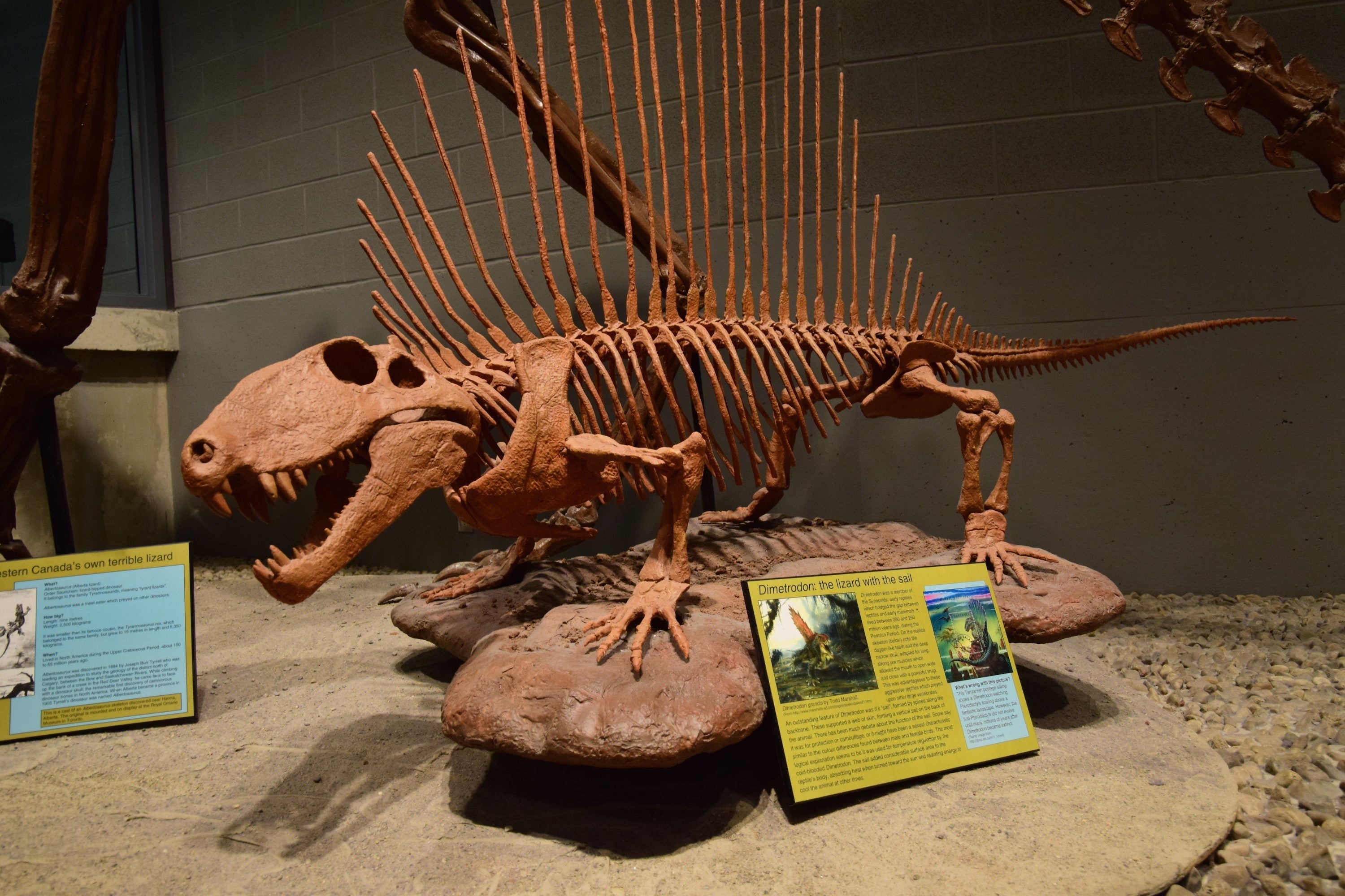 A Dimetrodon skeleton.