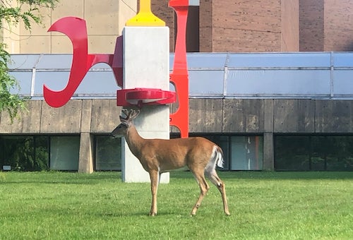 A deer in profile with a sculpture in the background.