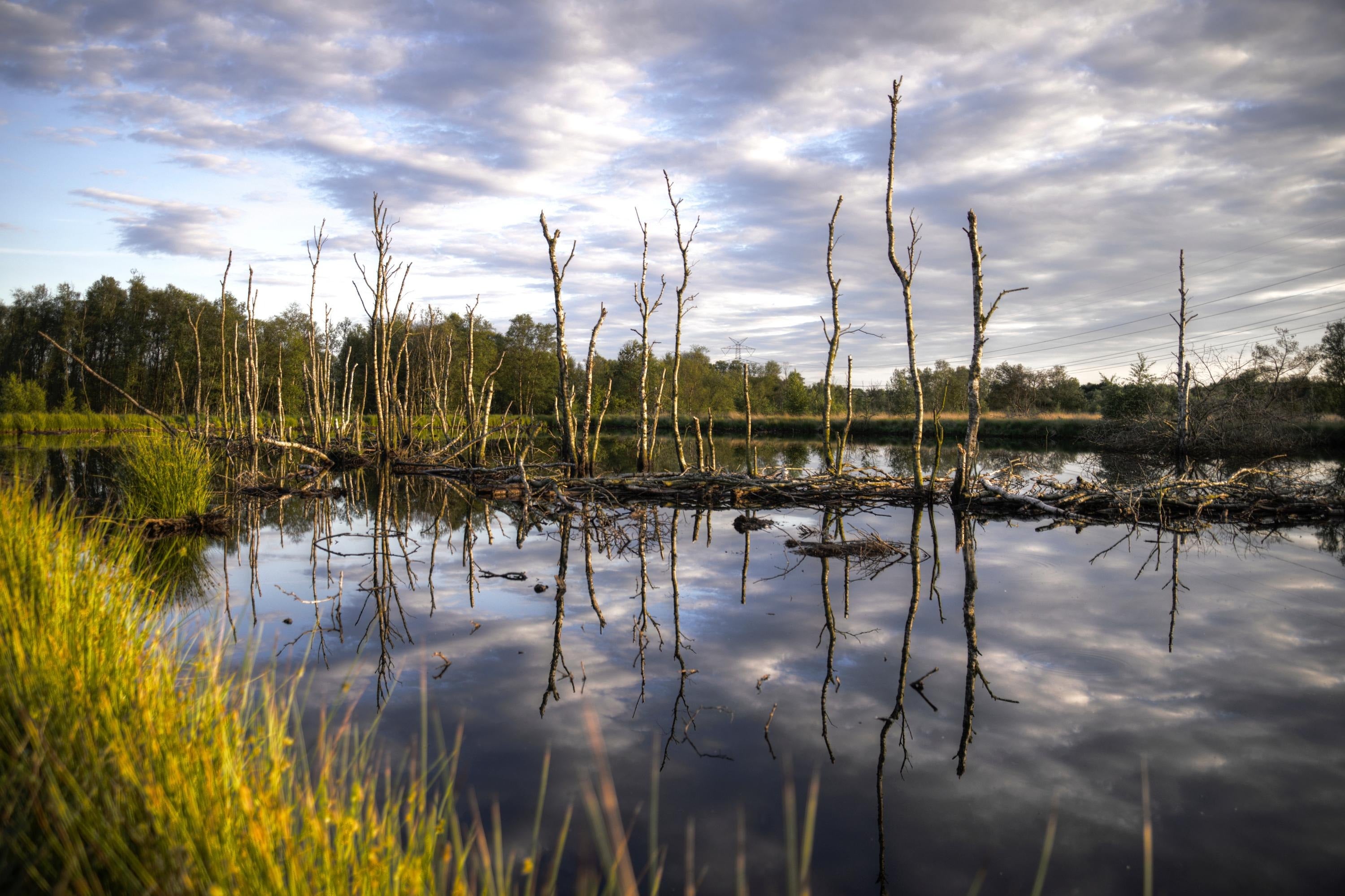 A wetlands vista.