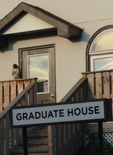 A hawk perched on the railing outside the Graduate House.