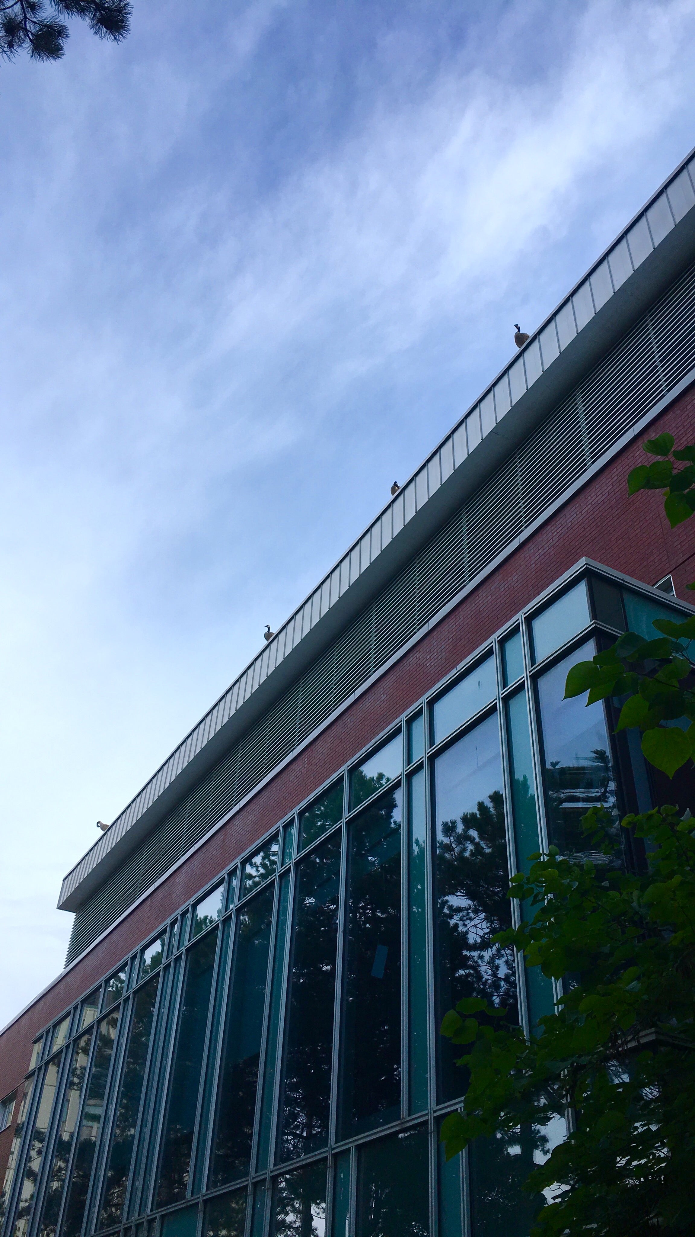 Canada Geese atop the Tatham Centre.