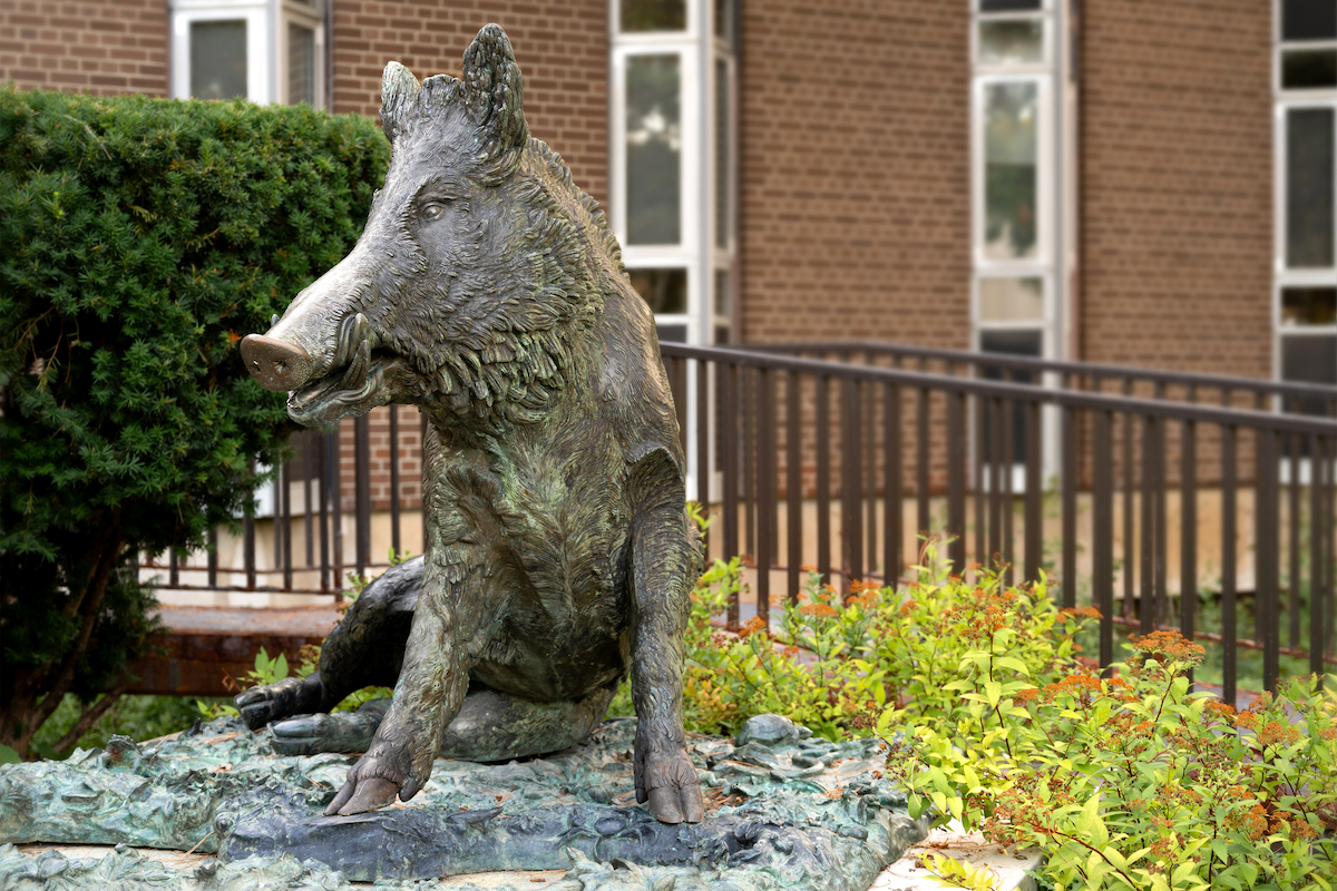 The statue of Porcellino the wild pig outside of the Modern Languages Building.