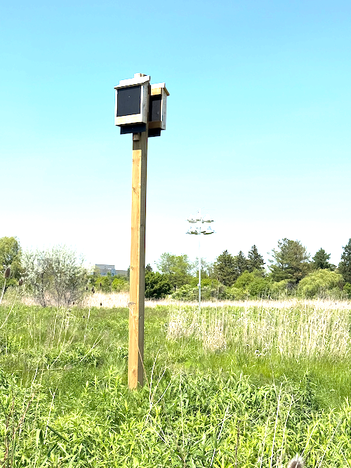 A bat box stands on a pole in the environmental reserve.