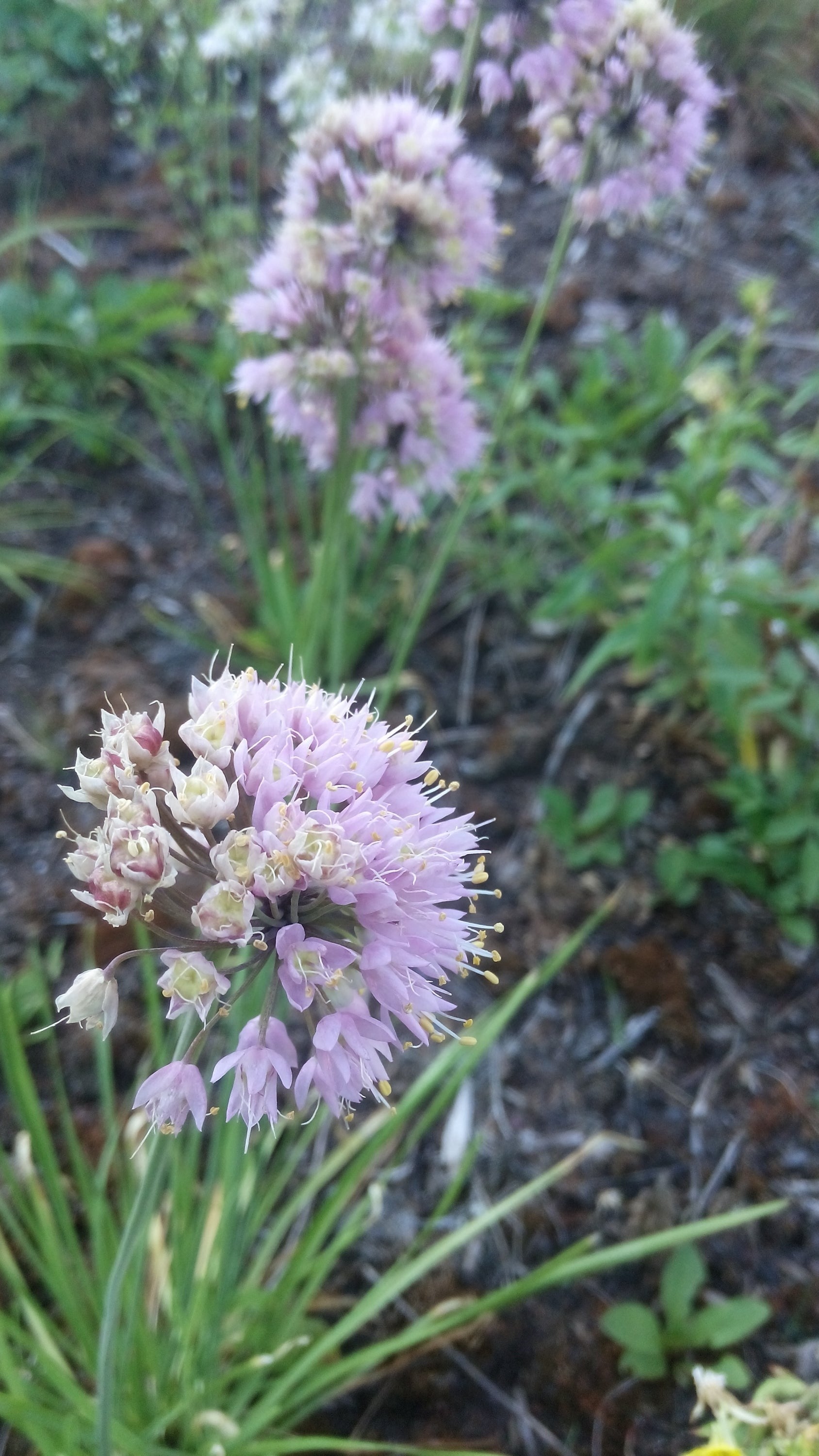 Wild Onion.