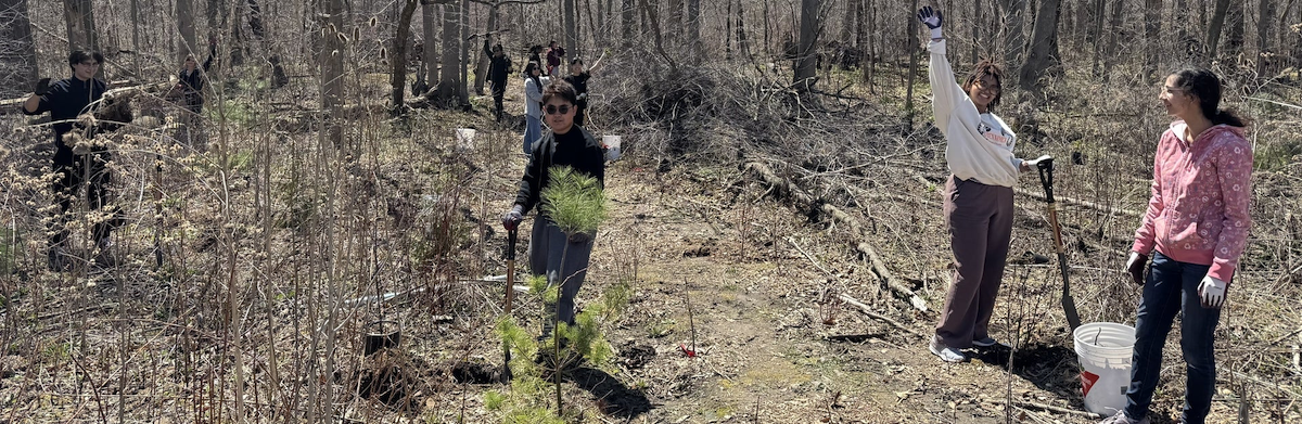 Volunteers plant saplings in a forest in springtime.