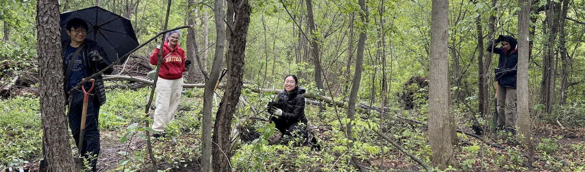 Volunteers plant some plants in the forest.