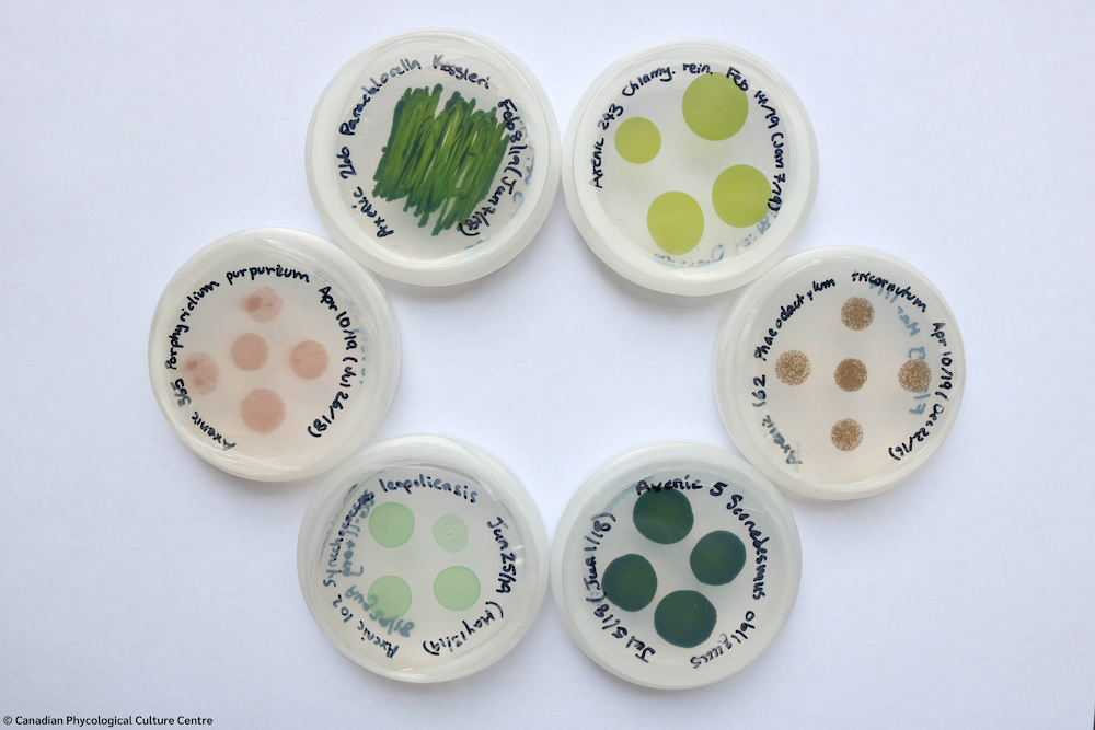 Six plate disks with different microalgae samples. 