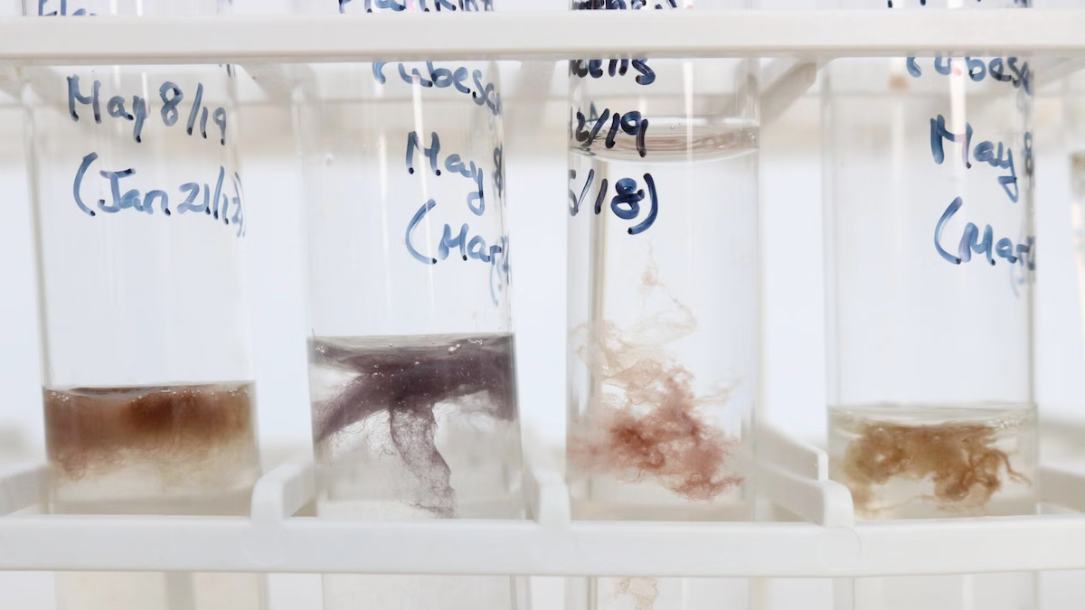 Flasks containing algal culture samples with names written in marker.