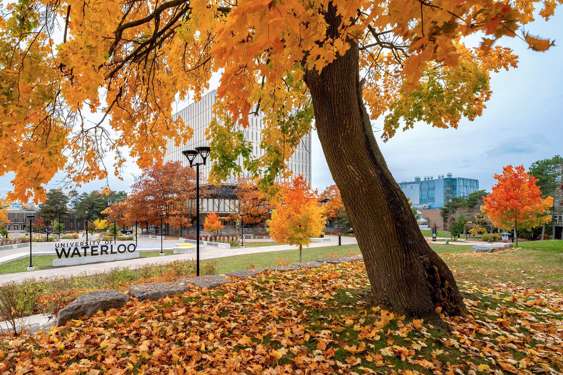 University of Waterloo signage behind a tree in fall