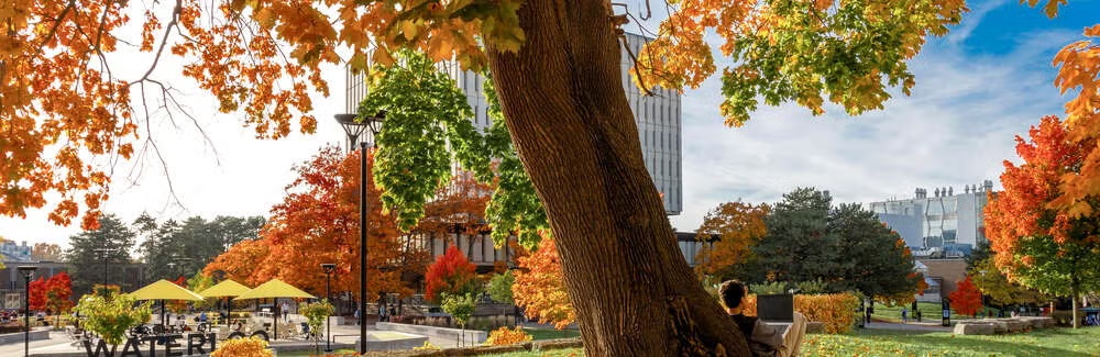 A tree partially obscures the Dana Porter Library in autumn.