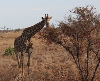 A giraffe feeding on a tree.