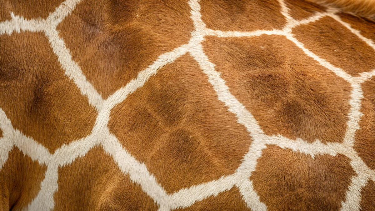 Giraffe fur.
