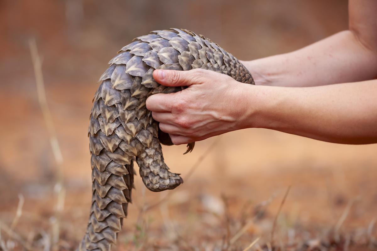A veterinarian picks up an orphaned pangolin.