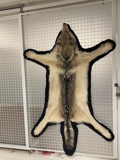 A seized wolfskin on display in Canada.