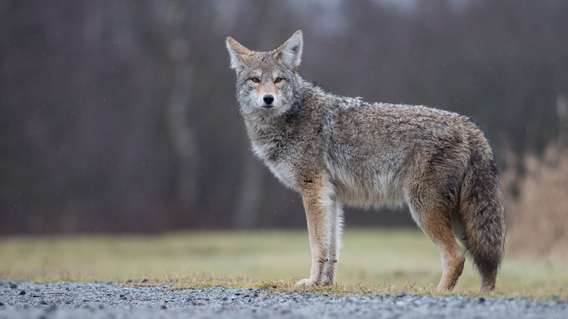 A coyote stands alert looking into the distance.