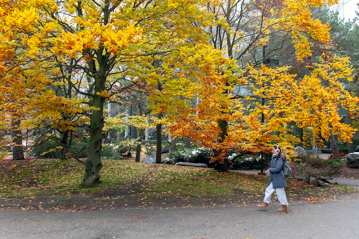A student walks by trees on campus in autumn.