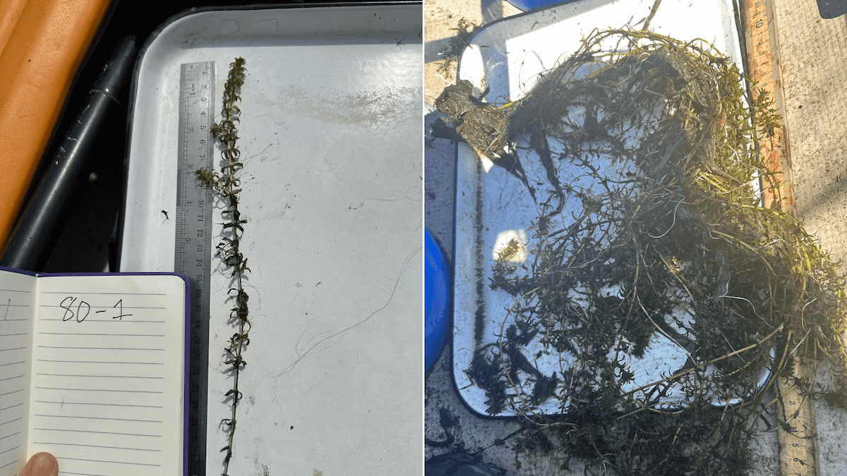 A young hydrilla plant, contrasted with a mature hydrilla plant that is much larger.