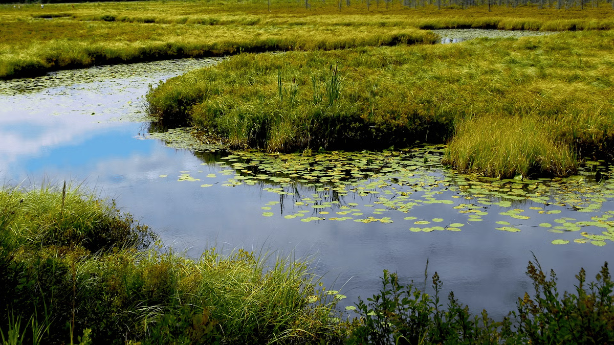 A wetland environment.