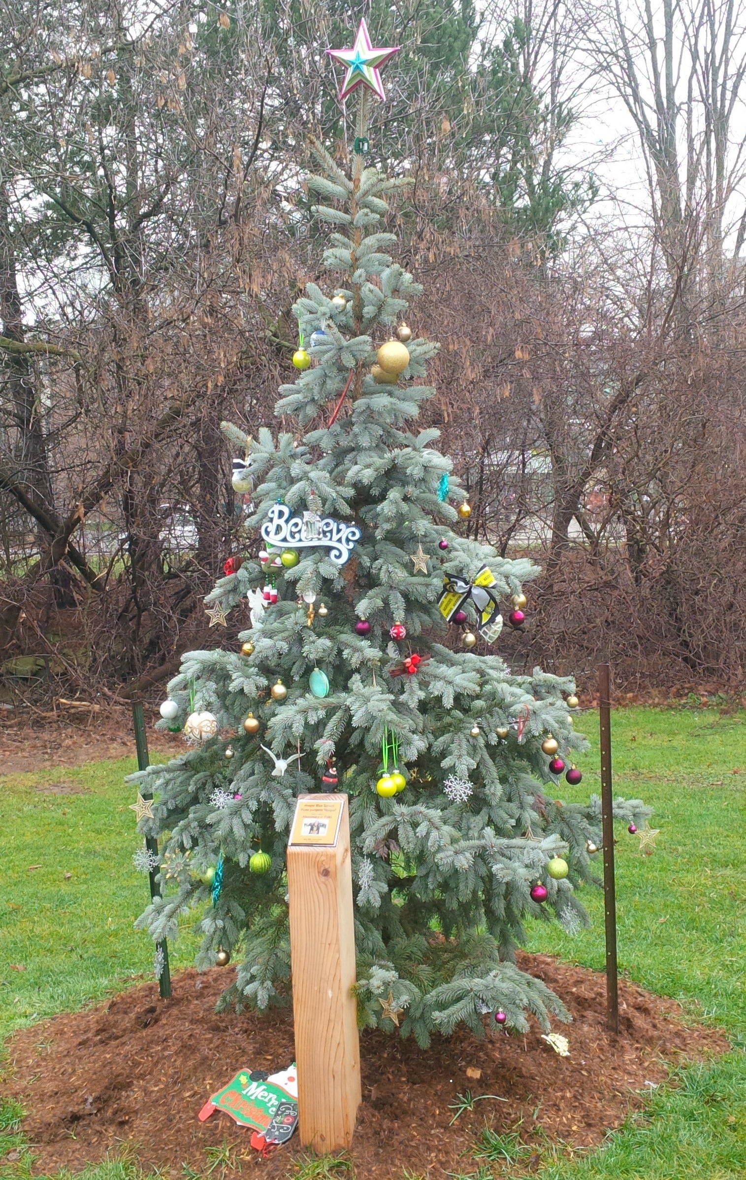 A spruce tree decorated for Christmas.