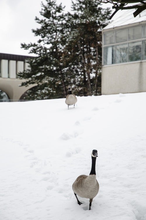 Canada Geese near the greenhouse