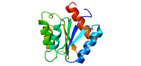 A folding protein.