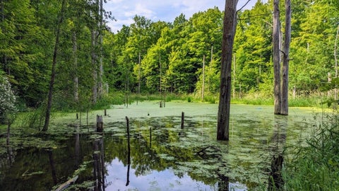 Restored wetlands in southwestern Ontario