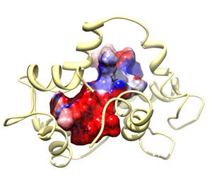 Structure of Calmodulin (CaM) Bound to Endothelial Nitric Oxide Synthase Peptide phosphorylated at Thr 495