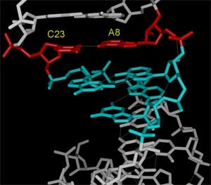 Substrate stem-loop of the VS ribozyme. 