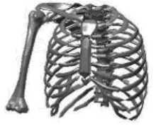 skeleton of the torso (ribs) and right shoulder and upper arm