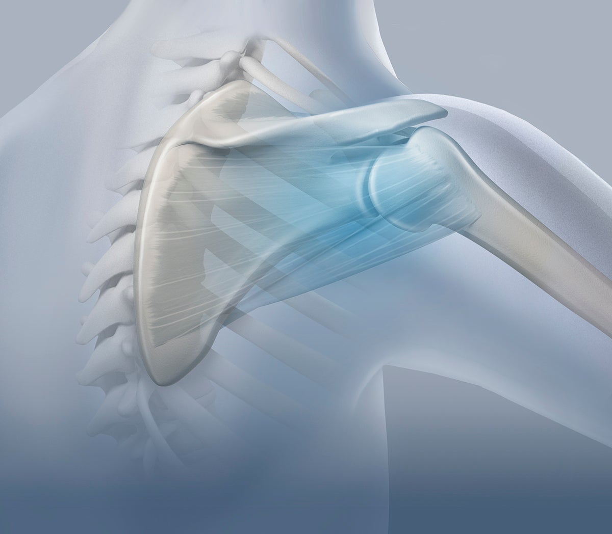 bones of the shoulder joint