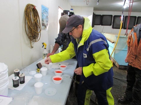 Dr. Dixon fertilizing salmon eggs