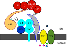 diagram showing Antigen presentation in teleost fish