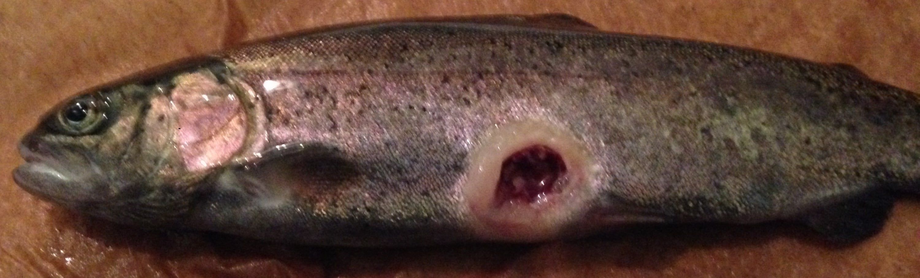 dead rainbow trout