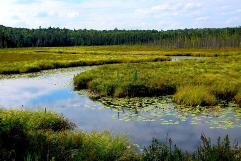 Wetlands at sunrise.