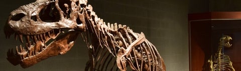 Dino and bear skeletons in the Earth Sciences Museum.