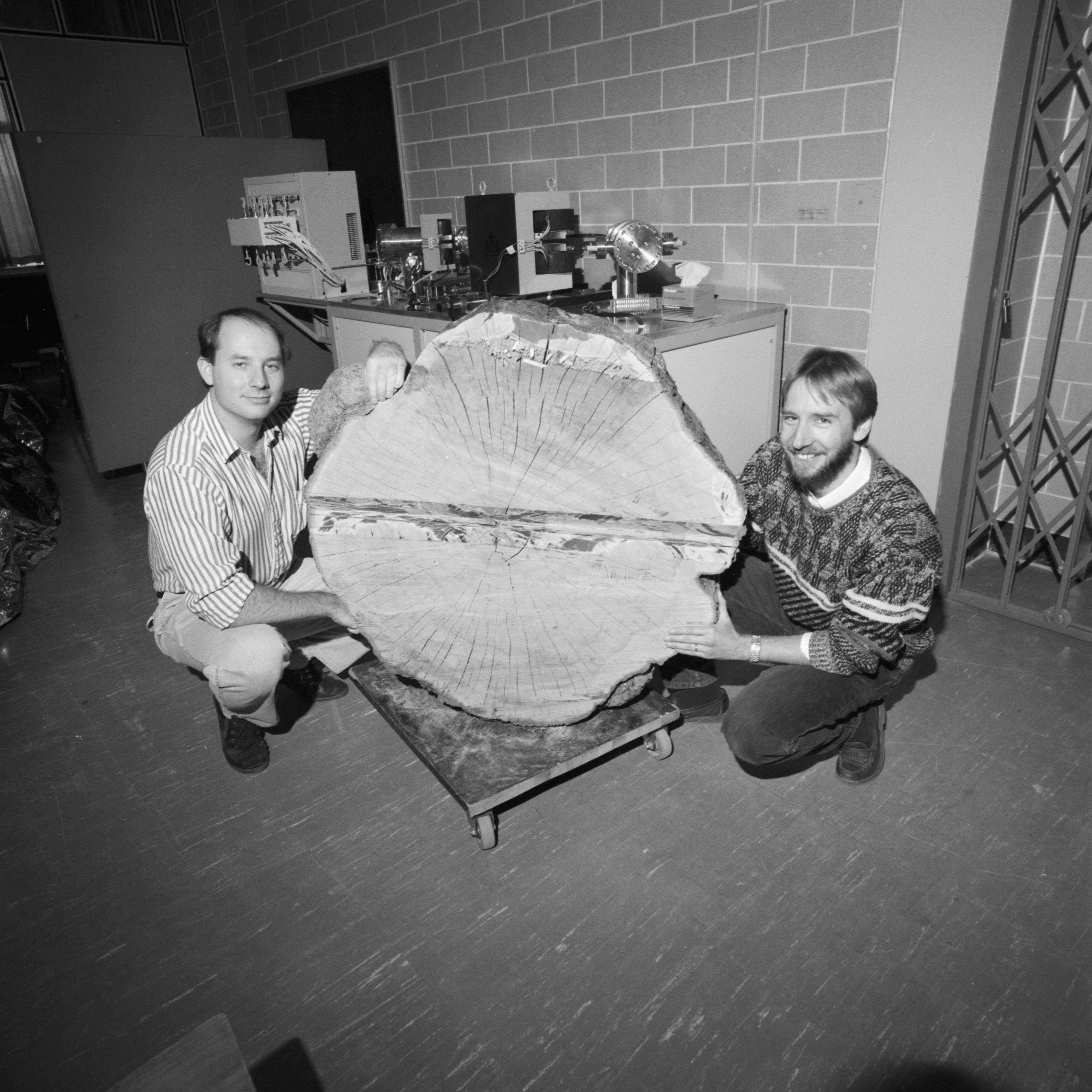 Two men on either side of cross-section of a large tree. 