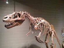 Albertasaurus skeleton