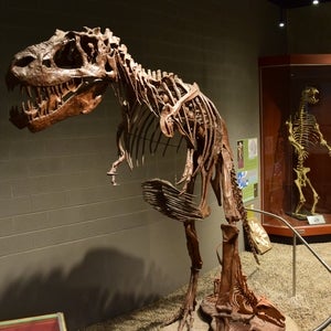 Dino and bear skeletons in the Earth Sciences Museum.