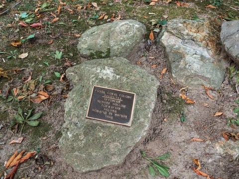 Favosites coral in the Peter Russell Rock Garden