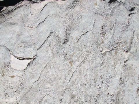 Close up of the stromatolites. See caption.