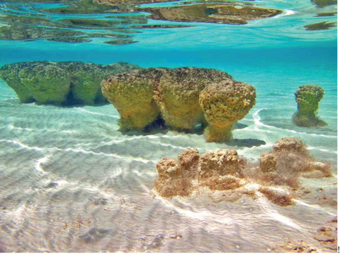 Shark Bay, Western Australia showing stromatolites under water.