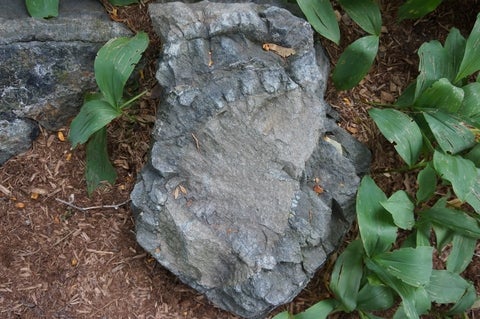 Peridotite inclusion in Serpentinite in the Peter Russell Rock Garden