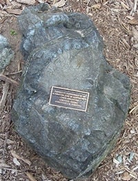 Peridotite inclusion in serpentinite in the Peter Russell Rock Garden (top view)