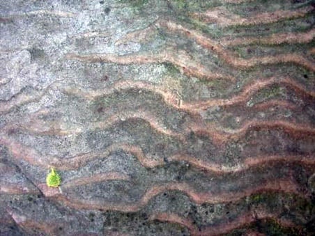 The Potsdam sandstone close up sedimentary features such as ripple marks.