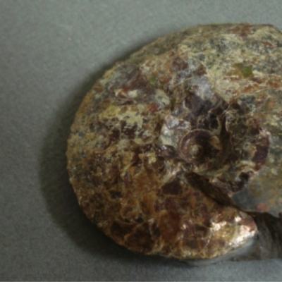 Ammonite Shell Showing Tooth Marks of a Mosasaur; Alberta