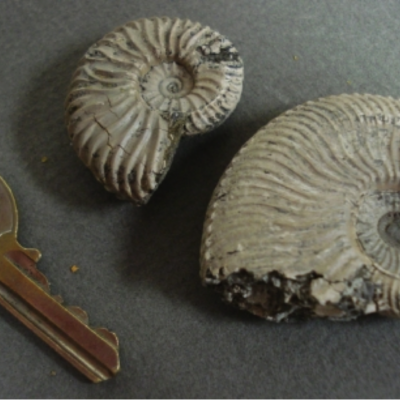 Unidentified Ammonite 2