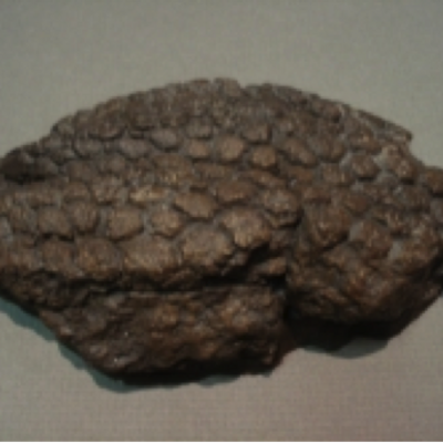 Fossilized Skin Impression Cast (Believed to be triceratops skin)