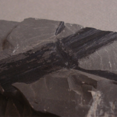 Calamites Showing Lateral Break; Upper Carboniferous
